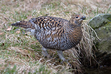 Black Grouse - Tetrao tetrix