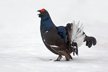 Black Grouse - Tetrao tetrix