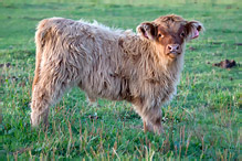 Highland Cattle - Bos primigenius taurus