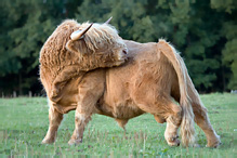 Highland Cattle - Bos primigenius taurus