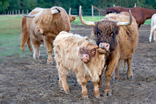 Highland Cattle - Bos primigenius taurus