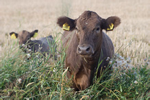 Cattle- Bos primigenius taurus