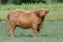 Highland Cattle - Bos primigenius taurus