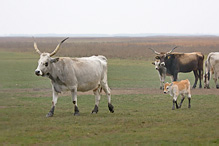 Hungarian Gray Cattle - Eguus ferus caballus