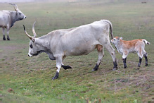 Hungarian Gray Cattle - Eguus ferus caballus