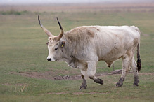 Hungarian Gray Cattle - Eguus ferus caballus