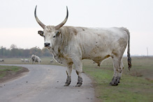 Hungarian Gray Cattle - Eguus ferus caballus