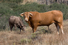 Cattle- Bos primigenius taurus