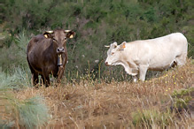 Cattle- Bos primigenius taurus