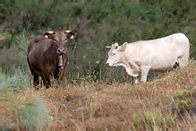 Tur domácí- Bos primigenius taurus