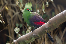 Green-crested  Turaco - Tauraco persa