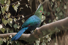 Livingstone's Turaco - Tauraco livingstonii