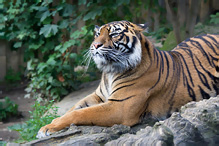 Sumatran Tiger - Pantera tigris sumatrae