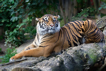 Sumatran Tiger - Pantera tigris sumatrae