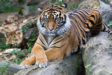 Sumatran Tiger - Pantera tigris sumatrae