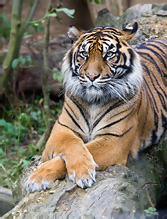 Sumatran Tiger - Pantera tigris sumatrae