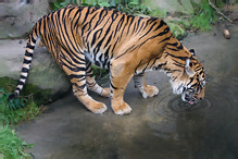 Sumatran Tiger - Pantera tigris sumatrae