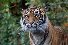 Sumatran Tiger - Pantera tigris sumatrae