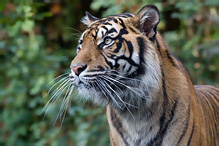 Sumatran Tiger - Pantera tigris sumatrae