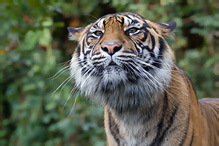 Sumatran Tiger - Pantera tigris sumatrae