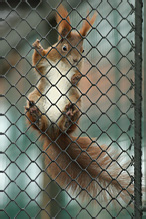 Red Squirrel - Sciurus vulgaris