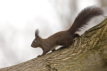 Red Squirrel - Sciurus vulgaris