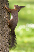 Red Squirrel - Sciurus vulgaris