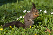 Veverka obecná - Sciurus vulgaris