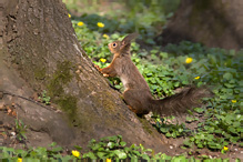 Veverka obecná - Sciurus vulgaris