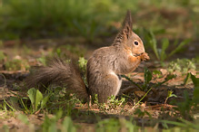 Veverka obecná - Sciurus vulgaris