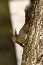 Veverka obecná - Sciurus vulgaris