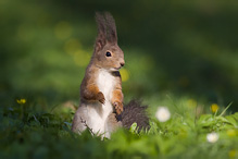 Veverka obecná - Sciurus vulgaris