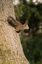 Veverka obecná - Sciurus vulgaris