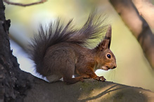 Veverka obecná - Sciurus vulgaris