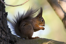 Veverka obecná - Sciurus vulgaris