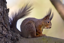 Red Squirrel - Sciurus vulgaris