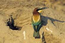 Bee-eater - Merops apiaster