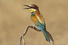 Bee-eater - Merops apiaster