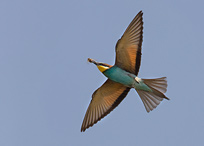 Bee-eater - Merops apiaster