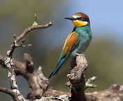 Bee-eater - Merops apiaster