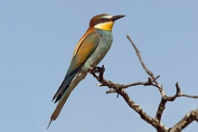 Bee-eater - Merops apiaster