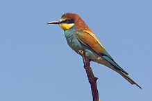 Bee-eater - Merops apiaster