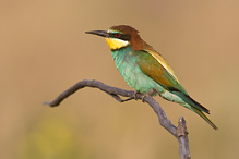 Vlha pestrá - Merops apiaster