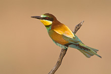 Bee-eater - Merops apiaster