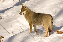 Grey Wolf - Canis lupus