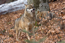 Grey Wolf - Canis lupus