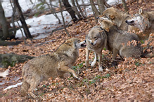 Grey Wolf - Canis lupus