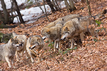 Vlk obecný - Canis lupus