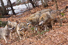 Grey Wolf - Canis lupus