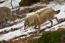 Grey Wolf - Canis lupus